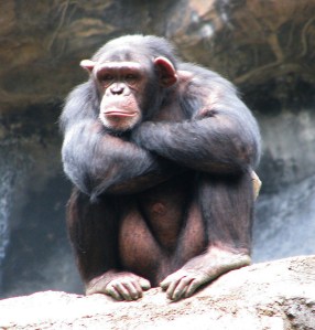 3265647592_8466b4c2de_z