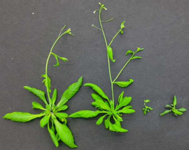 Arabidopsis thaliana